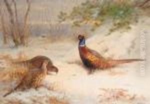 Winter Dawn Pheasants In The Snow by Archibald Thorburn