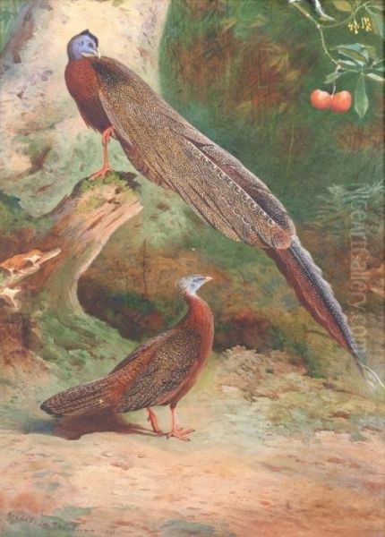 Pair Of Malay Arguses - view 1