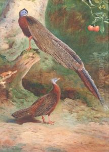 Pair Of Malay Arguses by Archibald Thorburn