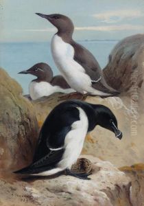 Razorbill And Two Guillemots