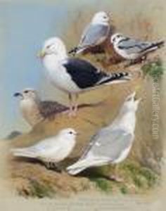 Two Kittiwake Gulls Two Great
Black-backed Gulls An Ivory Gull And A Glaucous
Gull by Archibald Thorburn