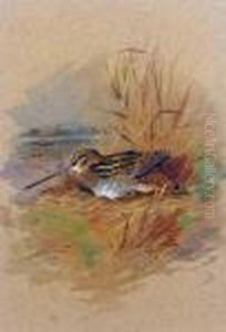 Snipe Sheltering