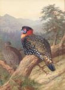Pair Of Western Tragopans by Archibald Thorburn