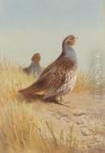 Pair Of English Partridges