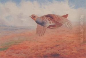 Grey Partridge In Flight by Archibald Thorburn