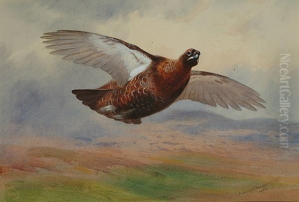 Red Grouse In Flight - view 1