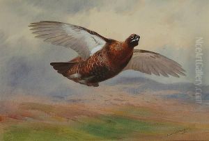 Red Grouse In Flight by Archibald Thorburn