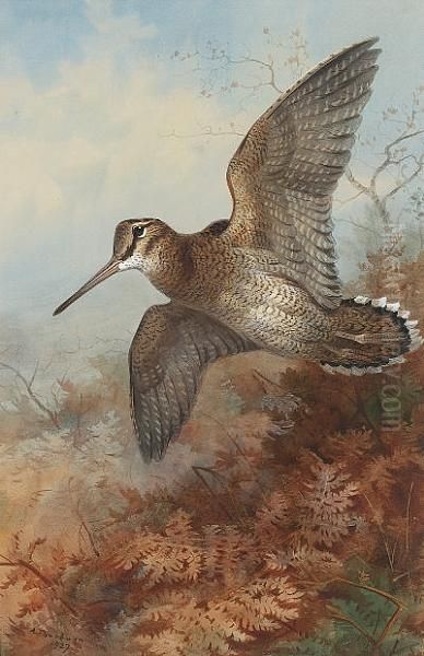 A Woodcock Roding - view 1