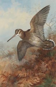 A Woodcock Roding