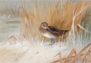 Snipe