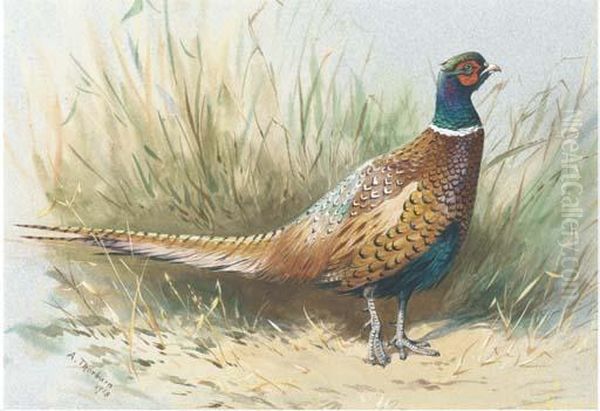 A Pheasant - view 1