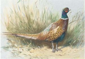 A Pheasant