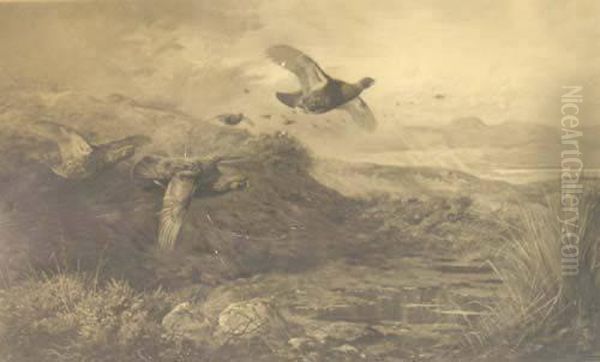 Grouse In A Beet Field; Grouse In A Highland Landscape - view 1