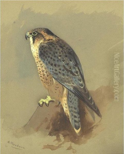 Peregrine Falcon - view 1
