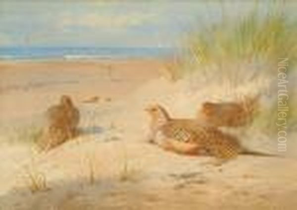 Sand Grouse - view 1