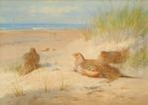 Sand Grouse by Archibald Thorburn