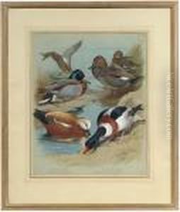 Mallard, Gadwall, Ruddy Shelduck, Common Shelduck by Archibald Thorburn