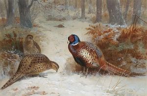 Pheasants Foraging In A Snowy Wood