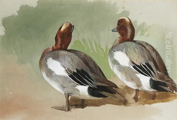 A Study Of Two Widgeon Drake - view 1