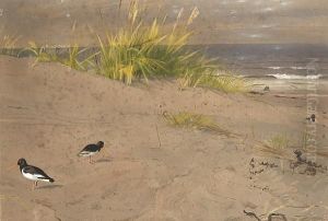 Oystercatchers On The Dunes by Archibald Thorburn