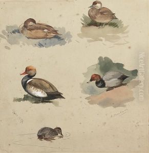 Studies Of Pochard And Red-crested Pochard by Archibald Thorburn