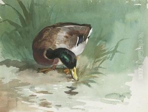 A Mallard Drake Feeding At A The Water's Edge