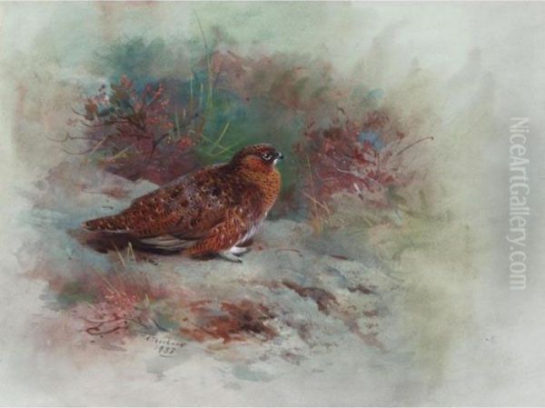 A Grouse - view 1