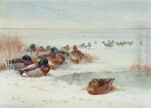 The Frozen Fen - Mallard And Pintail by Archibald Thorburn