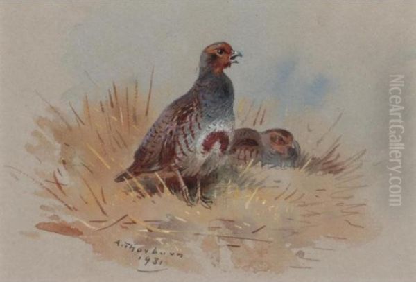 Partridges - view 1