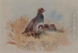 Partridges