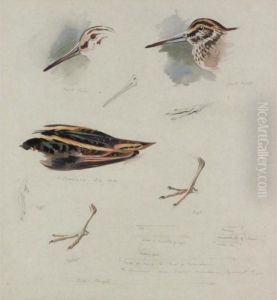 Studies Of Snipe by Archibald Thorburn