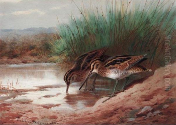 Snipe Drinking Among The Reeds - view 1