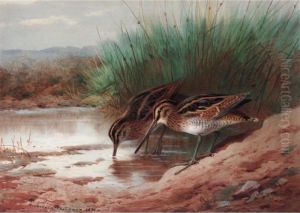 Snipe Drinking Among The Reeds