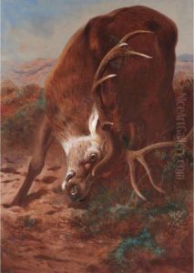 Red Stag Fraying by Archibald Thorburn