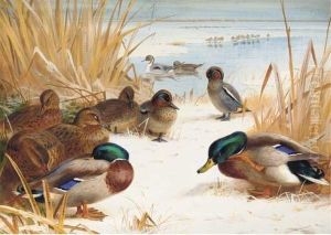 Mallard And Teal In The Snow