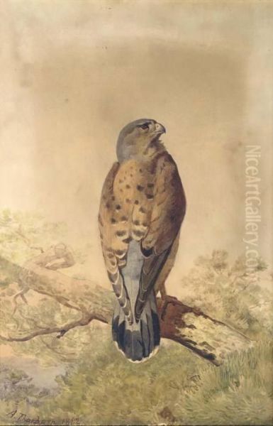 Kestrel - view 1