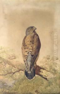 Kestrel Kestrel
