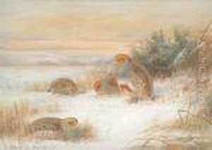 Partridge Inthe Snow Partridge Inthe Snow