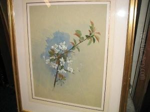 Apple Blossom Apple Blossom