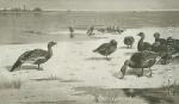 Geese - view 1