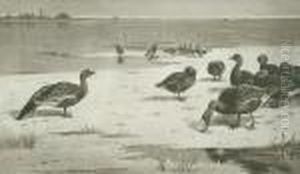 Geese by Archibald Thorburn