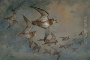 Golden Plovers In Flight by Archibald Thorburn