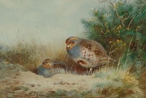 Nesting Grey Partridge In Cover Nesting Grey Partridge In Cover