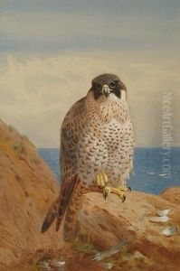 Peregrine Falcon