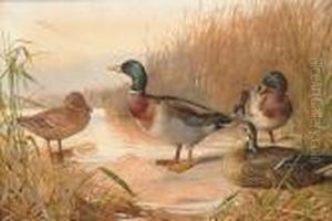 Mallard On The Water's Edge by Archibald Thorburn