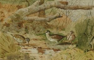 Woodcock thumbnail