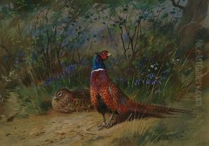 Pheasants In A Bluebell Wood