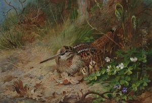 A Woodcock And Its Young