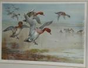 Widgeon Alighting