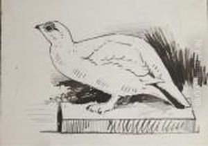 Eight Sketches Of Birds